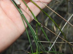 Machaerina juncea