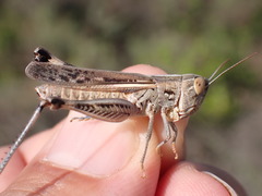 Ramburiella hispanica