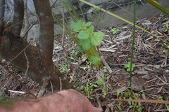 Hibiscus richardsonii