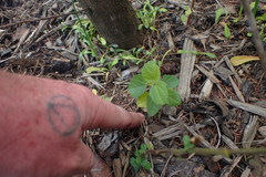 Hibiscus richardsonii