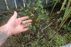 Hibiscus richardsonii