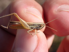 Euchorthippus chopardi