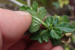 Hibiscus richardsonii