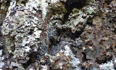 Fuscopannaria mediterranea