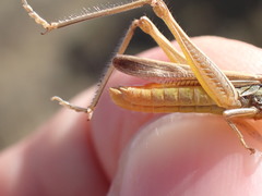 Euchorthippus chopardi