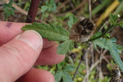 Hibiscus richardsonii