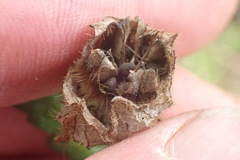 Hibiscus richardsonii