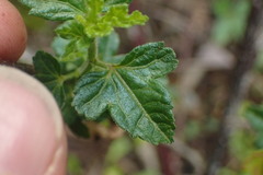 Hibiscus richardsonii
