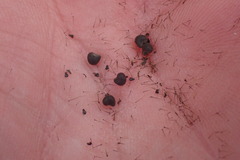 Hibiscus richardsonii