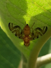 Trypetinae