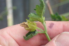 Hibiscus richardsonii