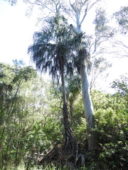 Livistona decora