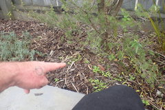 Hibiscus richardsonii