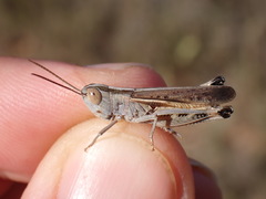 Ramburiella hispanica