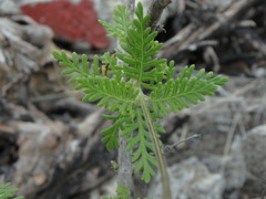 Lavandula canariensis image