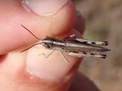 Ramburiella hispanica