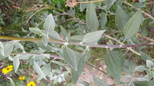 Image of Encelia farinosa by (c) Millie Basden, some rights reserved (CC BY)
