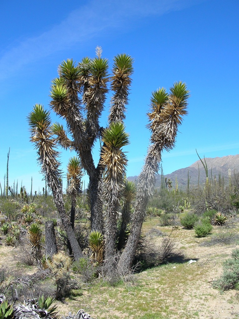 Datil yucca