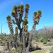 Datilillo Yucca - Photo (c) Mark Fishbein, some rights reserved (CC BY-NC), uploaded by Mark Fishbein