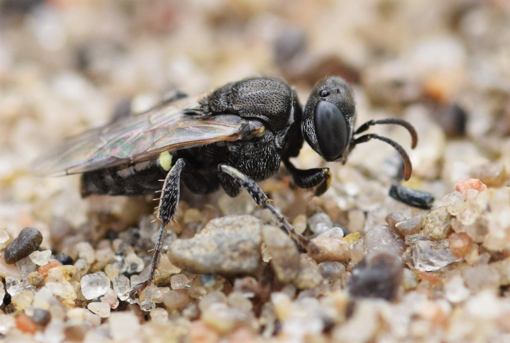 Oxybelus bipunctatus