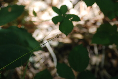 Carex lemmonii