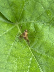 Chrysopilus quadratus