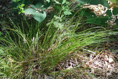 Carex lemmonii