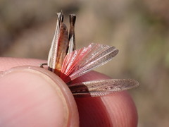Ramburiella hispanica