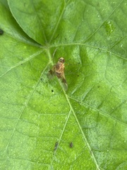 Chrysopilus quadratus