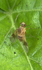 Chrysopilus quadratus