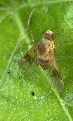 Chrysopilus quadratus