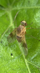Chrysopilus quadratus
