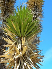 Yucca valida