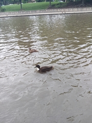 Anas platyrhynchos domesticus