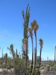 Yucca valida