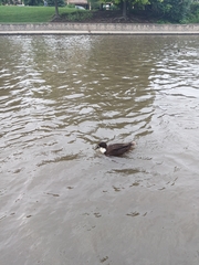 Anas platyrhynchos domesticus