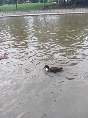 Anas platyrhynchos domesticus