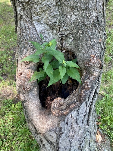 Eurybia divaricata
