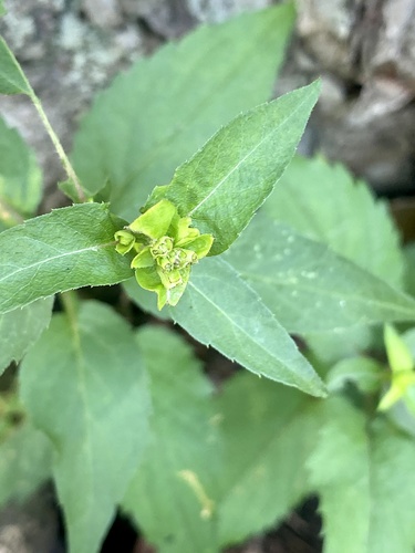 Eurybia divaricata