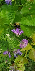 Bombus borealis image