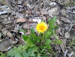 Taraxacum officinale