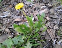 Taraxacum officinale