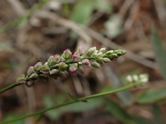 Polygala ambigua