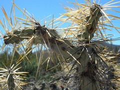 Cylindropuntia molesta molesta