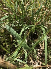 Cirsium filipendulum