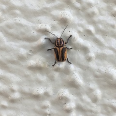 Cryptocephalus castaneus