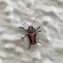 Cryptocephalus castaneus