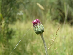 Cirsium filipendulum
