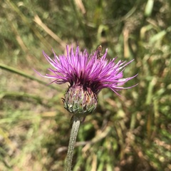 Cirsium filipendulum