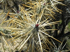 Cylindropuntia molesta molesta